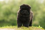 CHOW CHOW 505